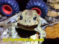 /home//u458753944/public_html/sourcegallery////McKaig Nature Center/2020-10-11/PA110703.JPG
